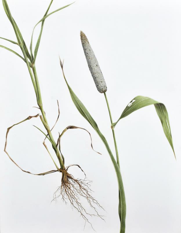 From Soil to Seed - Pennisetum glaucum